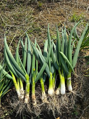 本日、おにぎりマン農園のお野菜販売ございます！～寝屋川　お米屋さ～